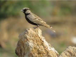 Ashy-crowned Sparrow-Lark
